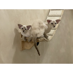 Инопланетные котята