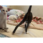 Инопланетные котята