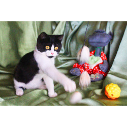 Котёнок Паня с круглой мордочкой в добрые руки