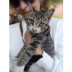 Ищут дом трое котят.