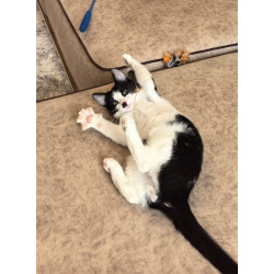 Смешной котёнок Коржик с мухой на носу ищет семью!