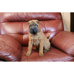 щенок шарпея девочека 3 месяца