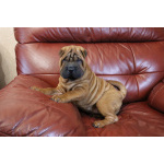 щенок шарпея девочека 3 месяца