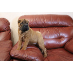 щенок шарпея девочека 3 месяца