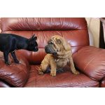 щенок шарпея девочека 3 месяца