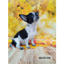 Щенки Чихуахуа