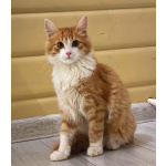 Рыжий Лео. Котенок в добрые руки.