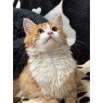 Рыжий Лео. Котенок в добрые руки.