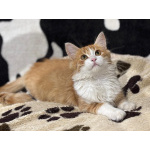 Рыжий Лео. Котенок в добрые руки.