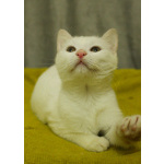 Беленький котёнок