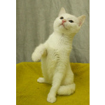 Беленький котёнок