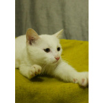 Беленький котёнок