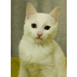 Беленький котёнок