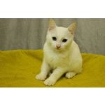 Беленький котёнок