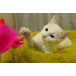 Беленький котёнок