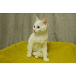 Беленький котёнок