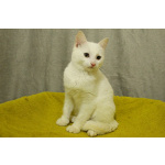 Беленький котёнок