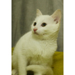 Беленький котёнок