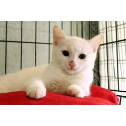 Беленький котёнок