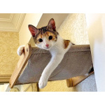 Кошечка Зося, трехцветное счастье ищет дом