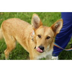 Ищет дом добрая, ласковая собака, возраст 1,5 года