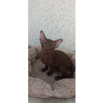 Ориентальные котята