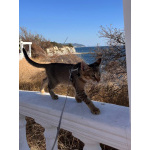 Чаузи котята