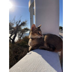 Чаузи котята