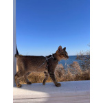 Чаузи котята