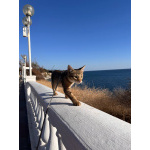 Чаузи котята