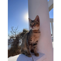 Чаузи котята