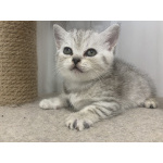 Британские и шотландские котята