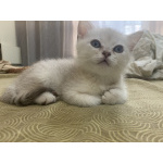 Британские и шотландские котята