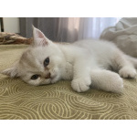 Британские и шотландские котята