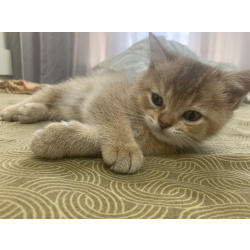 Британские и шотландские котята