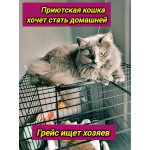 Грейс, чьё имя означает «Благодать», ищет свой дом.