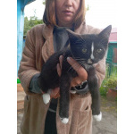 Котенок в добрые руки