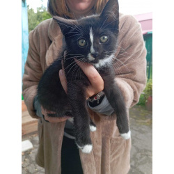 Котенок в добрые руки