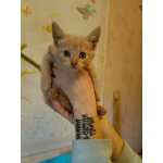 Котенок Лео - счастье в дом!