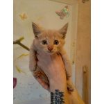 Котенок Лео - счастье в дом!
