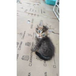 Продам котят