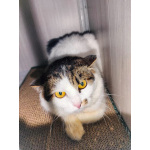 Кошечка Кассиопея в добрые руки