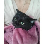 Кошечка Мася ищет дом.