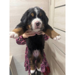 Продаем щенков oт титулoвaнных родитeлeй породы беpнский зeнненхунд.