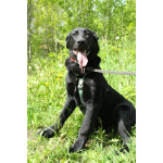 Красавец чёрный пёс