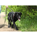 Красавец чёрный пёс