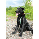 Красавец чёрный пёс