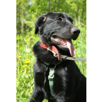 Красавец чёрный пёс