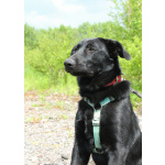 Красавец чёрный пёс