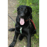 Красавец чёрный пёс